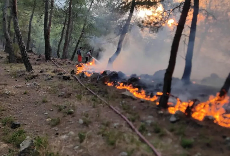 HATAY’IN YAYLADAĞI İLÇESİNDE ORMANLIK