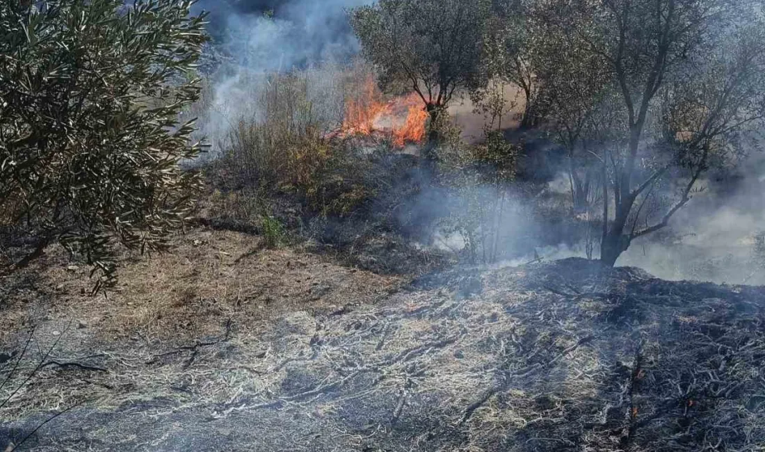 HATAY'DA ZEYTİNLİK ALANDA ÇIKAN