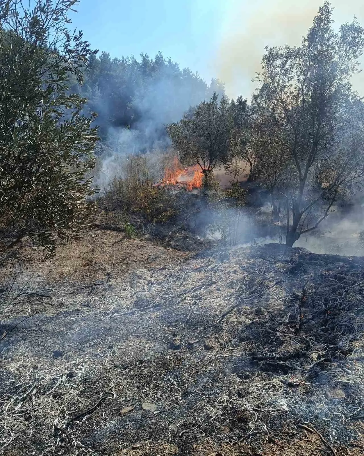 Yayladağı’nda zeytinlik yangını