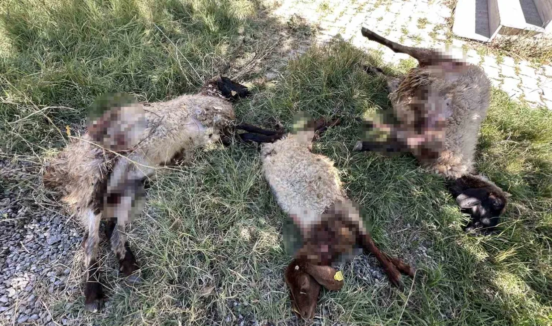 HAKKARİ’NİN YÜKSEKOVA İLÇESİNDE YAŞAYAN