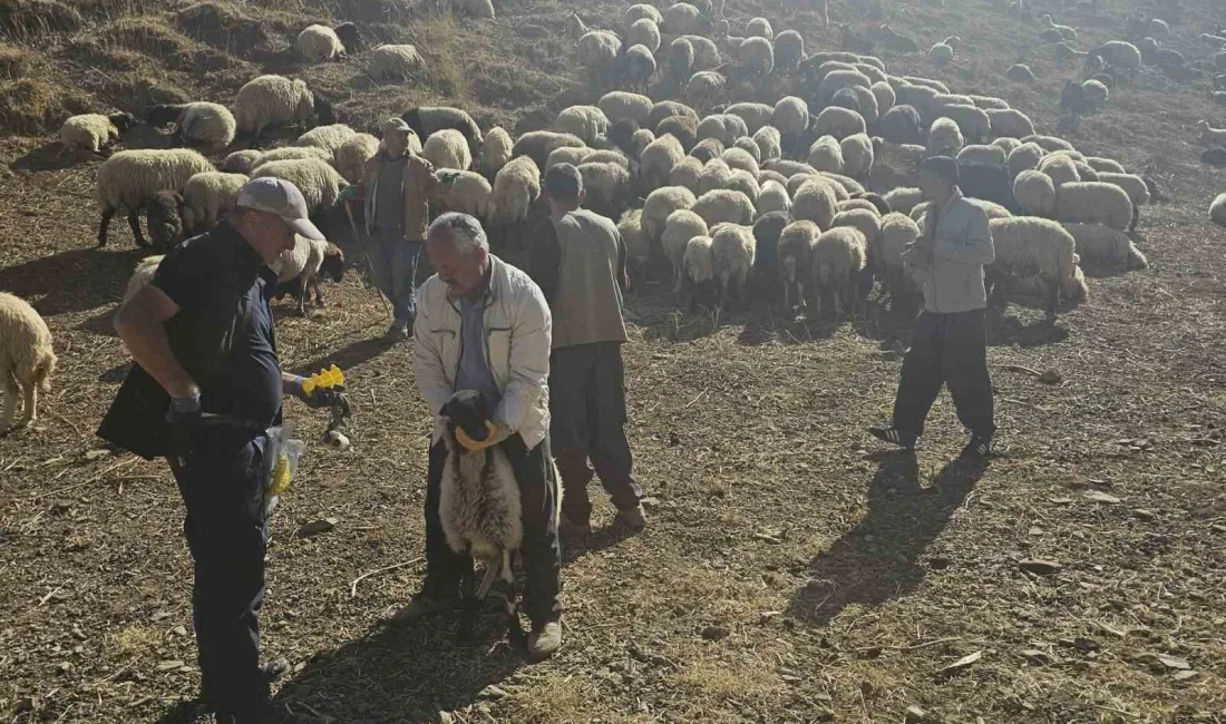 HAKKARİ’NİN YÜKSEKOVA İLÇE TARIM