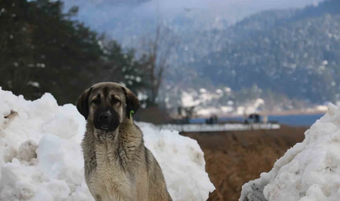 BOLU'NUN ÖNEMLİ TURİZM MERKEZLERİNDEN