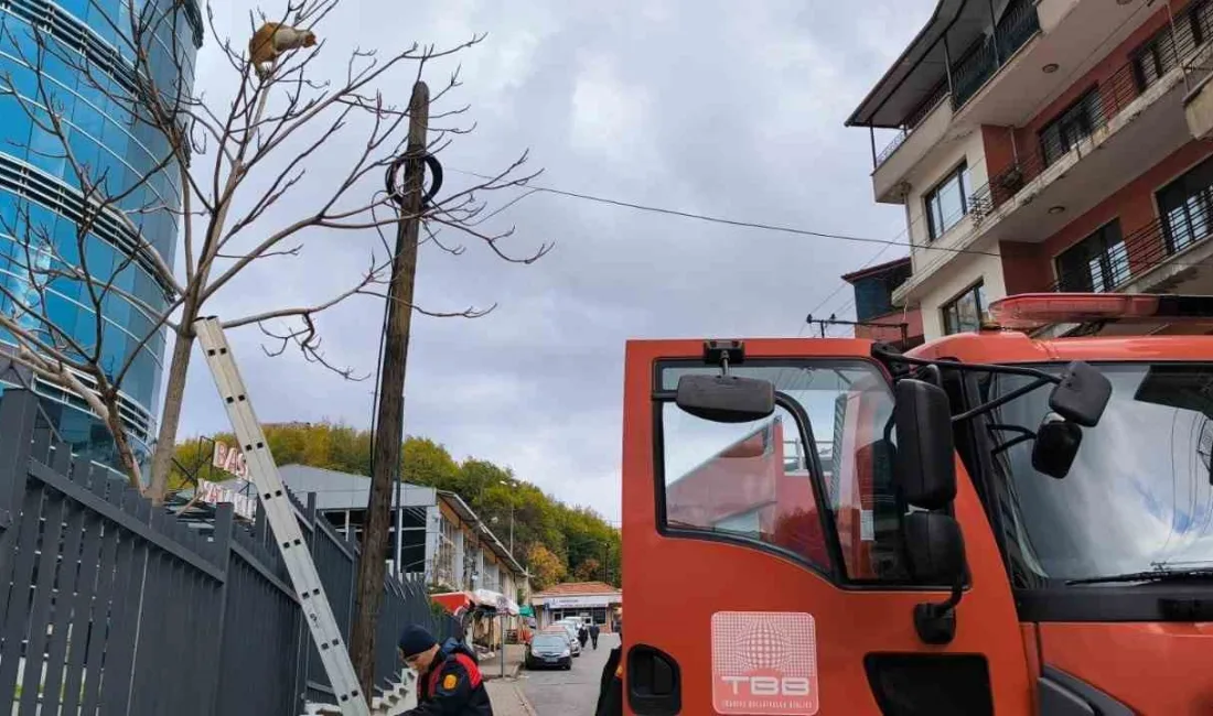 ZONGULDAK’TA MEŞRUTİYET MAHALLESİNDE AĞAÇTA