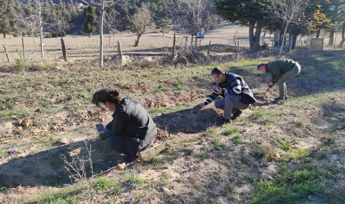 ADANA’NIN FEKE İLÇESİNDE SAFRAN