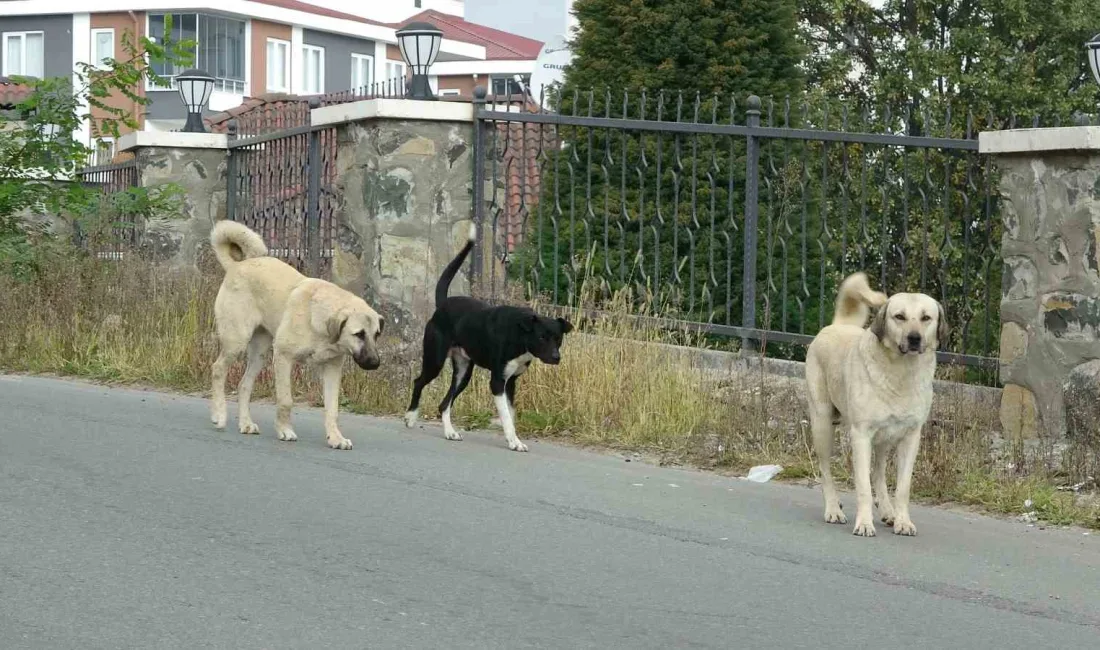 ORDU'NUN ALTINORDU İLÇESİNDE BİR