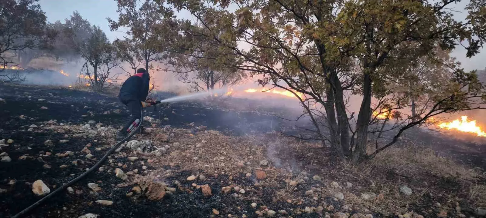 Anız yangını ormanlık alana sıçradı