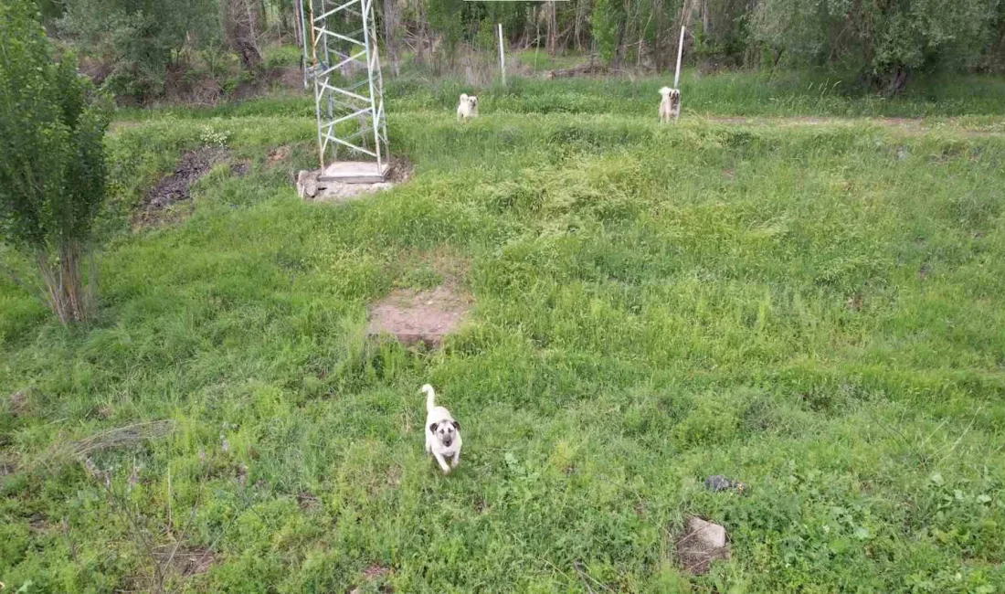 KÖPEKLERİN DRONU YAKALAMAYA ÇALIŞMASI