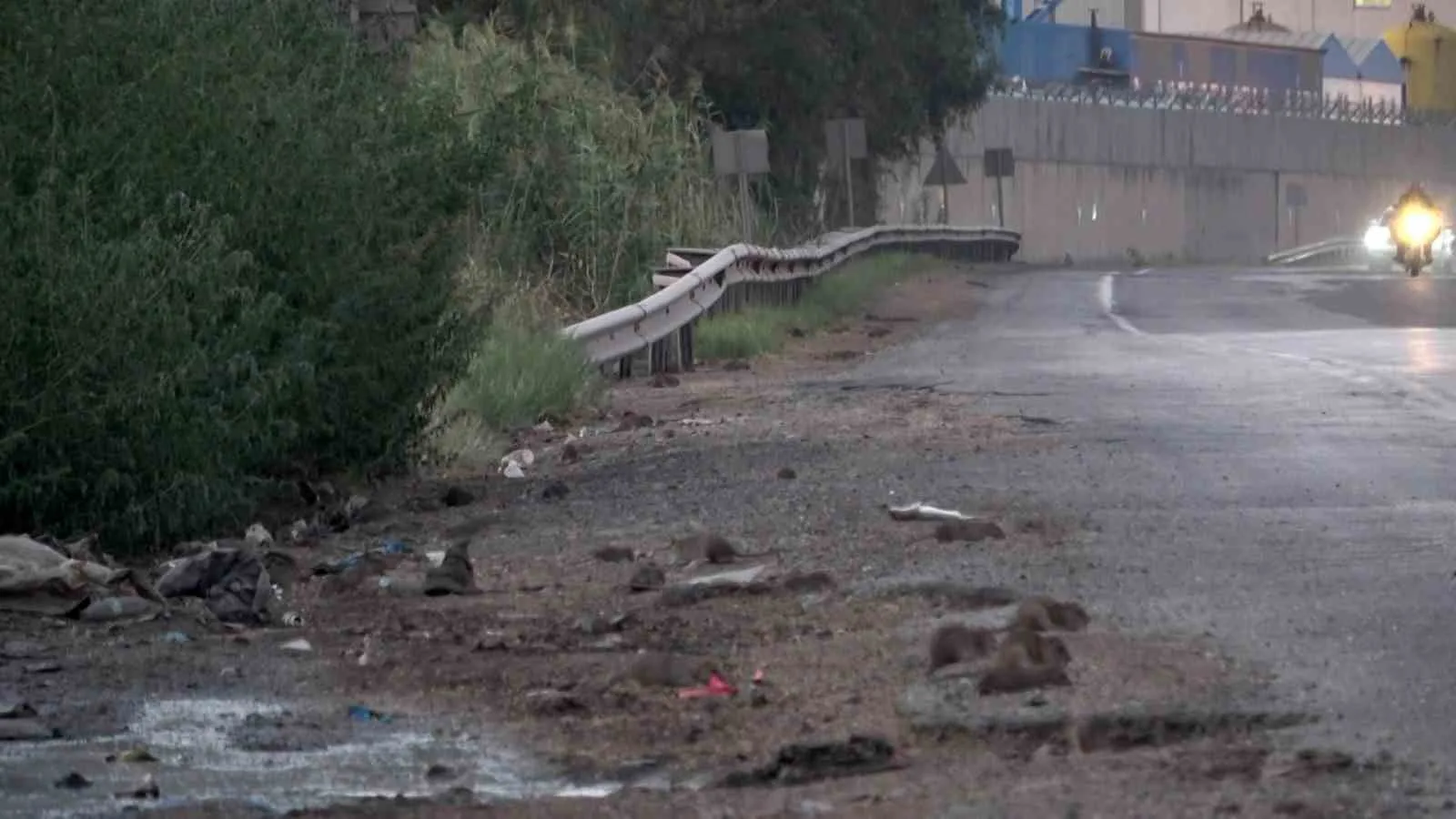 Araçlardan dökülen tahıllarla beslenen fareler, kara yolunu adeta istila etti