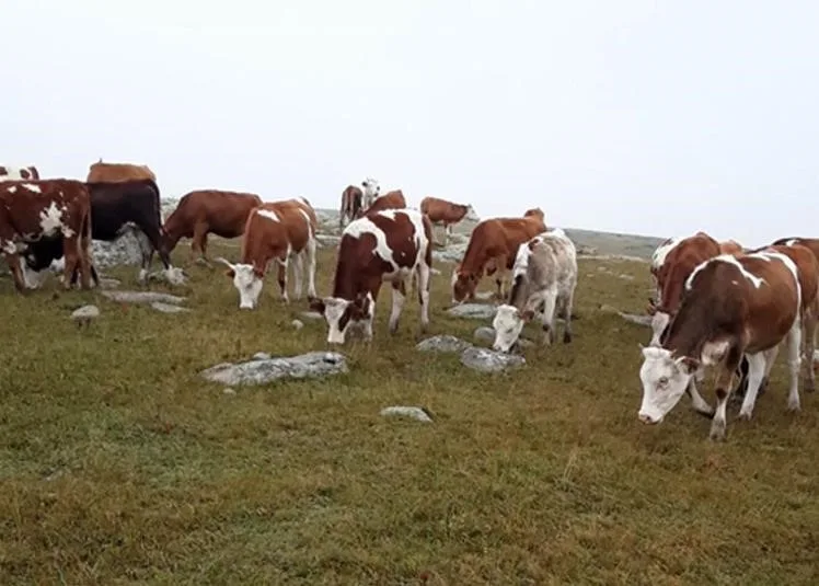 ARDAHAN'DA KAYBOLAN HAYVANLARI JANDARMA