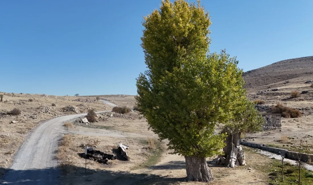 KAYSERİ'NİN MELİKGAZİ İLÇESİNDEKİ KORAMAZ VADİSİ'NDE BULUNAN YAKLAŞIK 250 YILLIK AKKAVAK