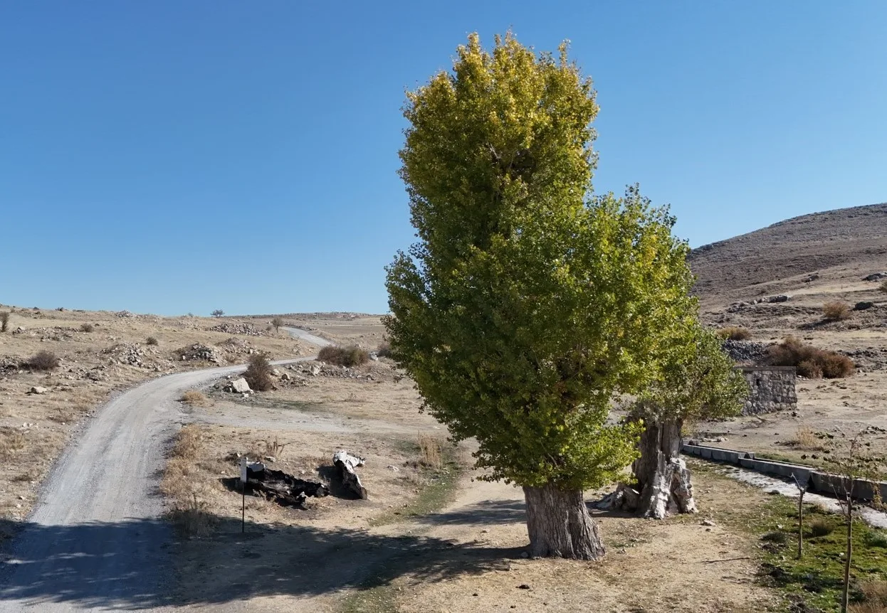 KAYSERİ'NİN MELİKGAZİ İLÇESİNDEKİ KORAMAZ VADİSİ'NDE BULUNAN YAKLAŞIK 250 YILLIK AKKAVAK