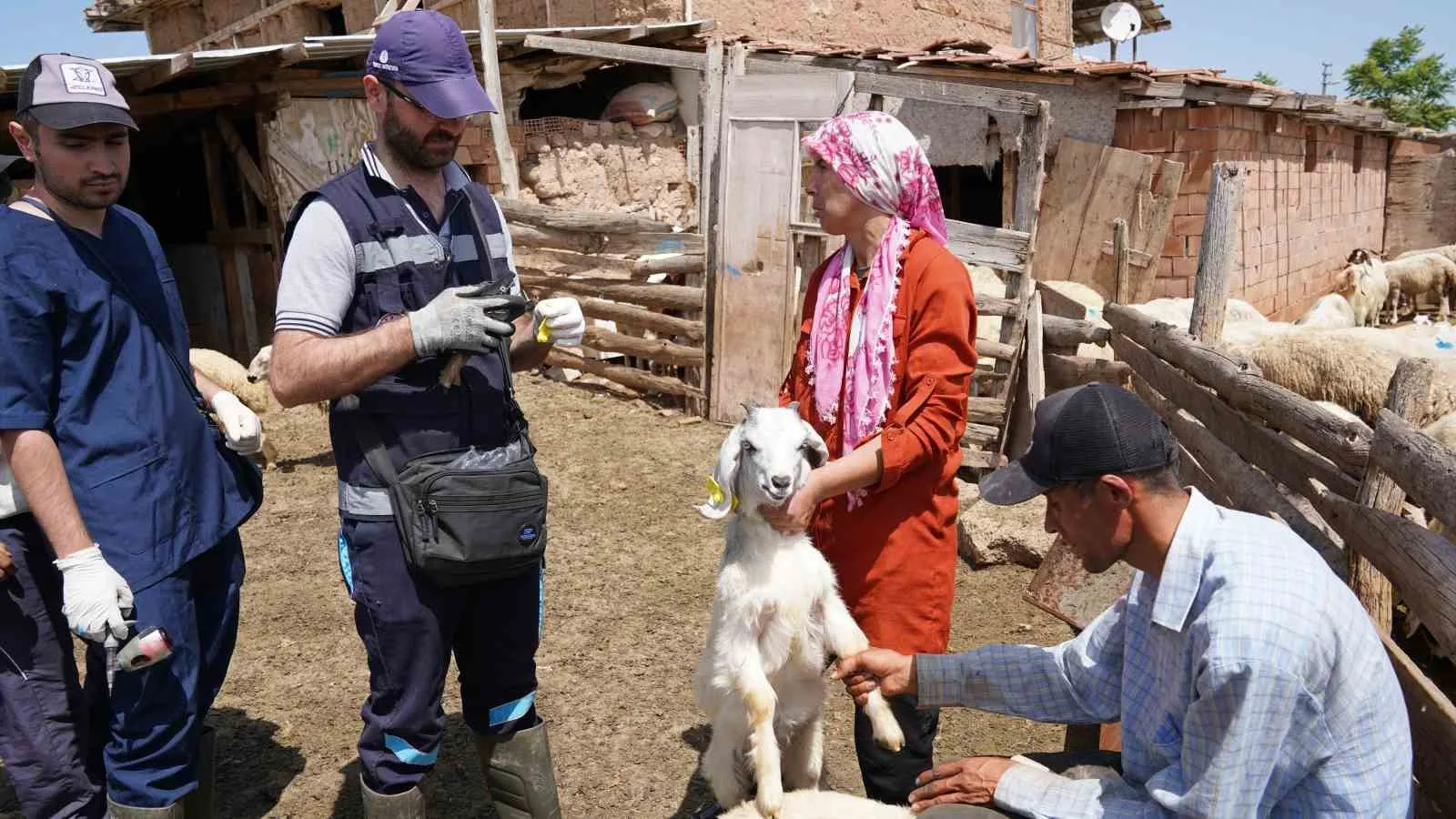 Aşısı olmayan riskli hayvana sahip çiftçilere uyarı: “Destek alamayacaklar”