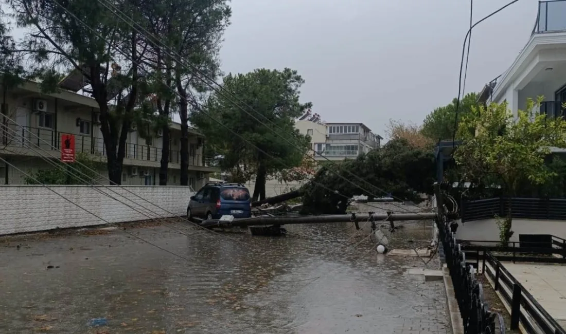 YAĞIŞ AKÇAY'DA AĞAÇ VE