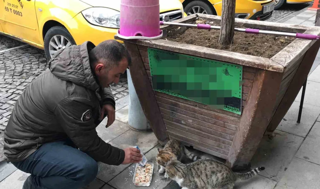 BAYBURTLU TAKSİCİ SİFTAHI KEDİLERİ