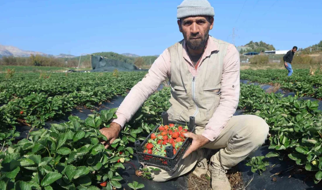 HATAY'IN YAYLADAĞI İLÇESİNDE ÇİLEKTE