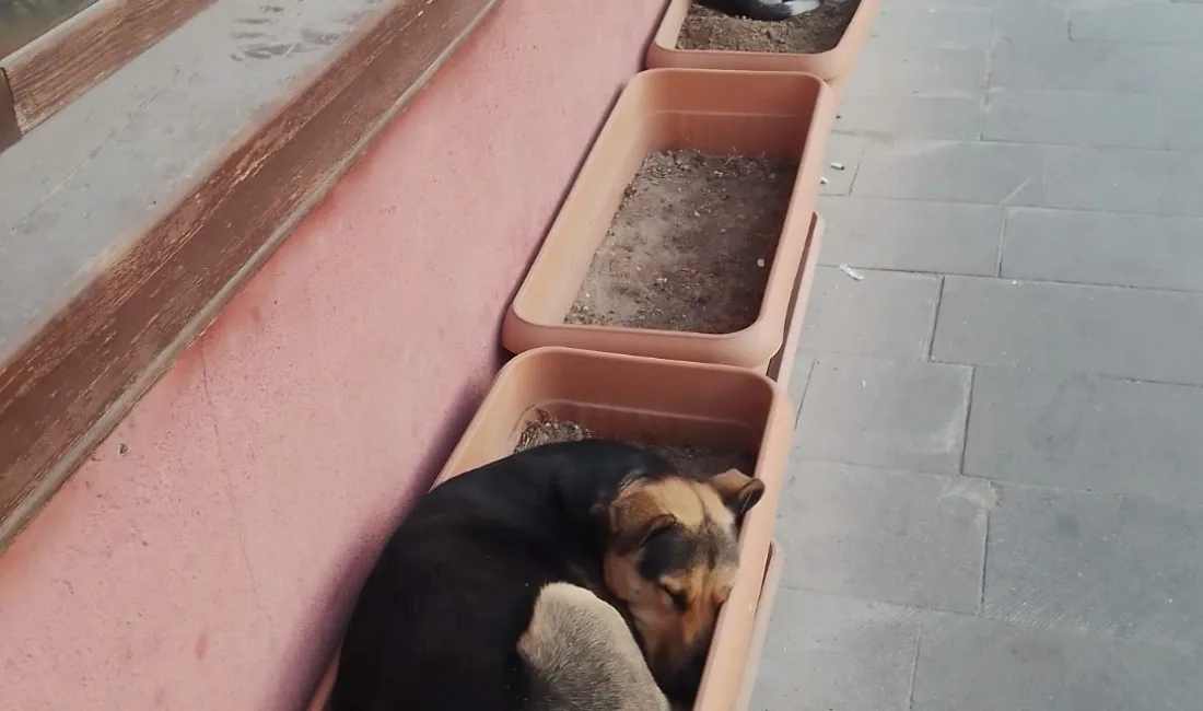 ESKİŞEHİR’DEKİ BAZI SOKAK KÖPEKLERİ,