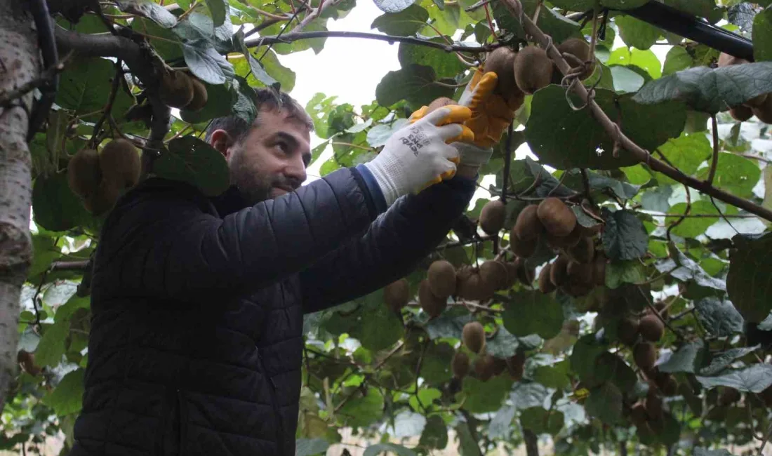 SAMSUN'DA ÇARŞAMBA İLÇESİ KURTAHMETLİ