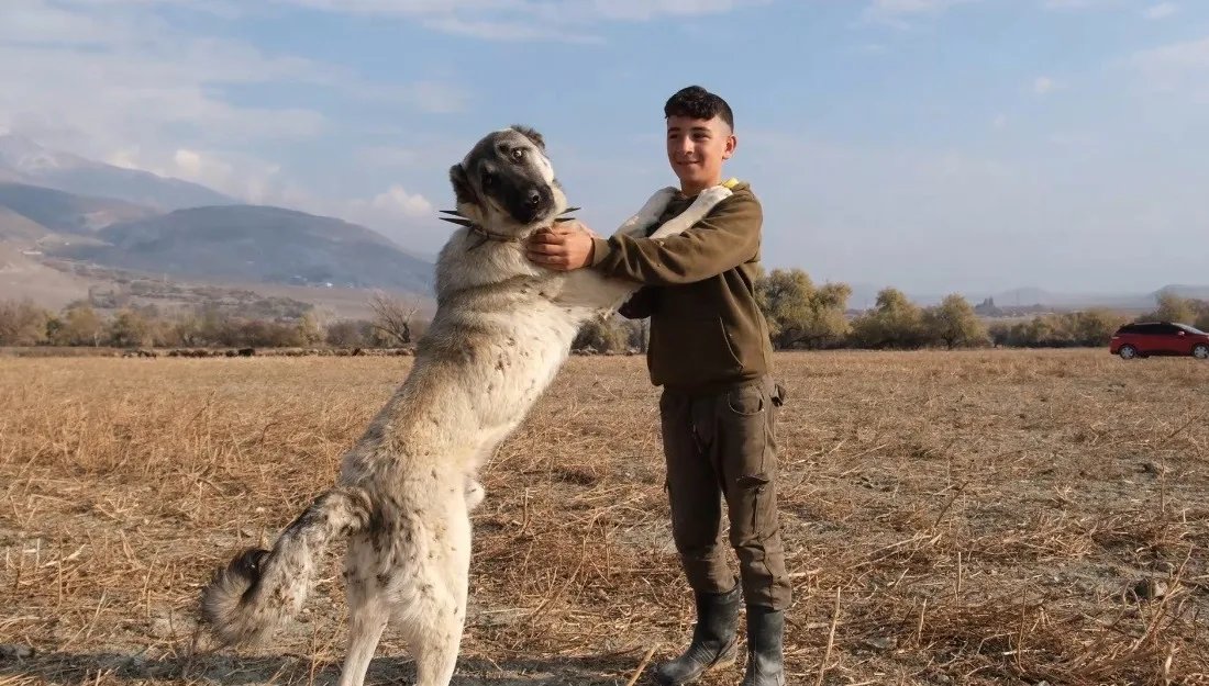 ÇOBANLARIN EN GÜVENDİĞİ DOSTLARI: