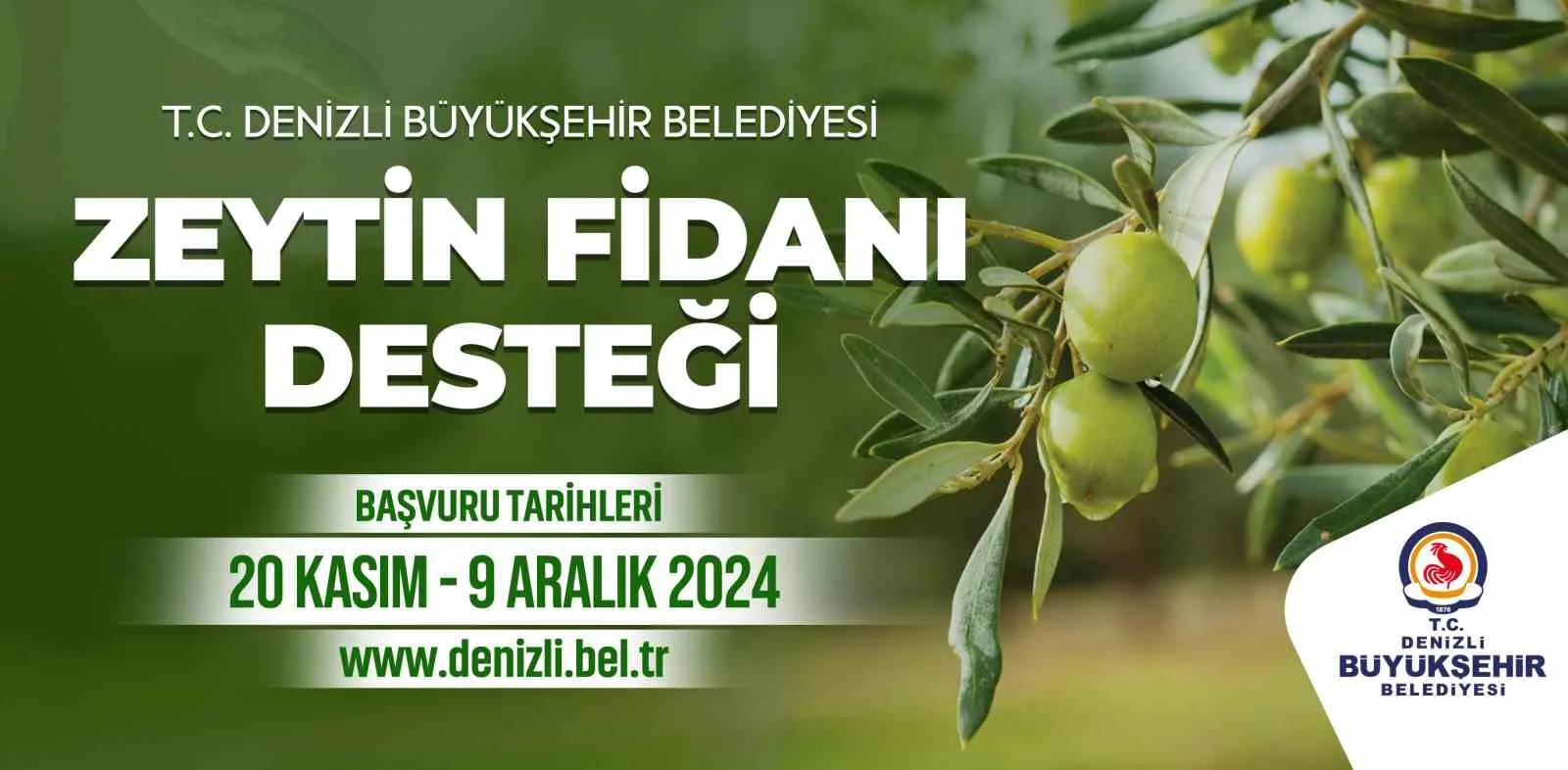 Denizli Büyükşehir çiftçilere 50 bin zeytin fidanı dağıtacak