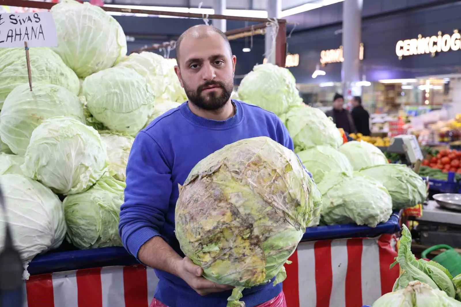 Dev lahanalara nazar değil, büyümeyen lahanalar tarlada kaldı