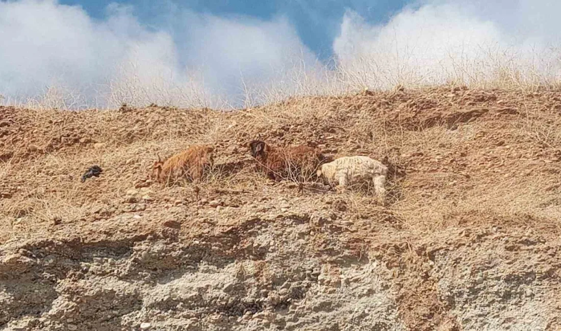 DİYARBAKIR’IN SUR İLÇESİNDE 2