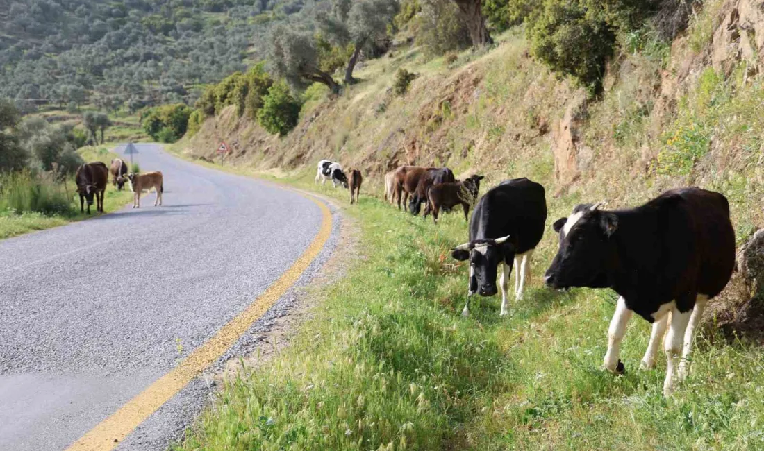 DOĞAL ORTAMDA BESLENEN HAYVANLARIN