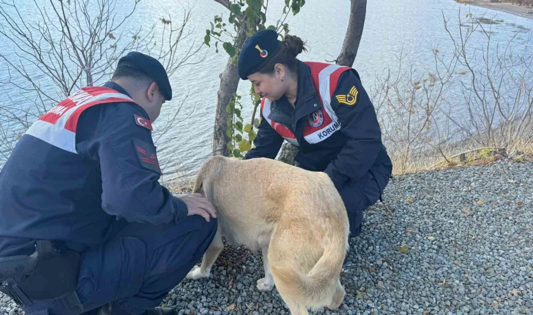 Elazığ’da jandarma ekipleri sokak hayvanlarını unutmadı