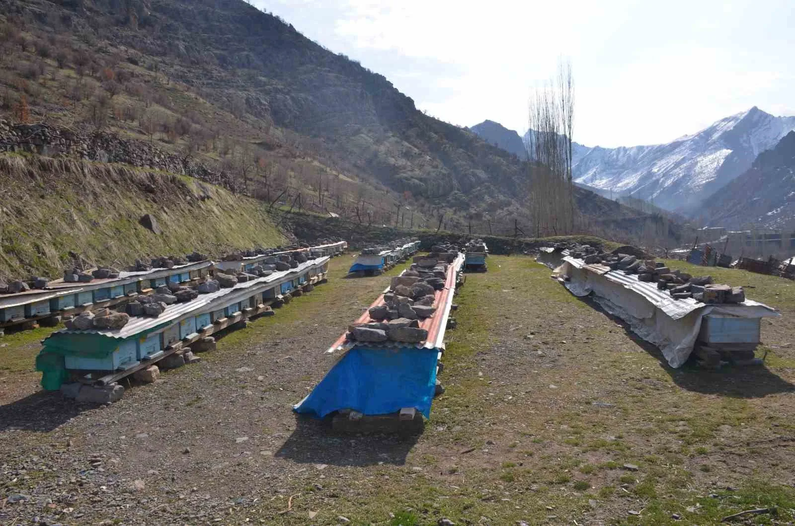 Erzincan’da arıların “tatlı uykusu” başladı