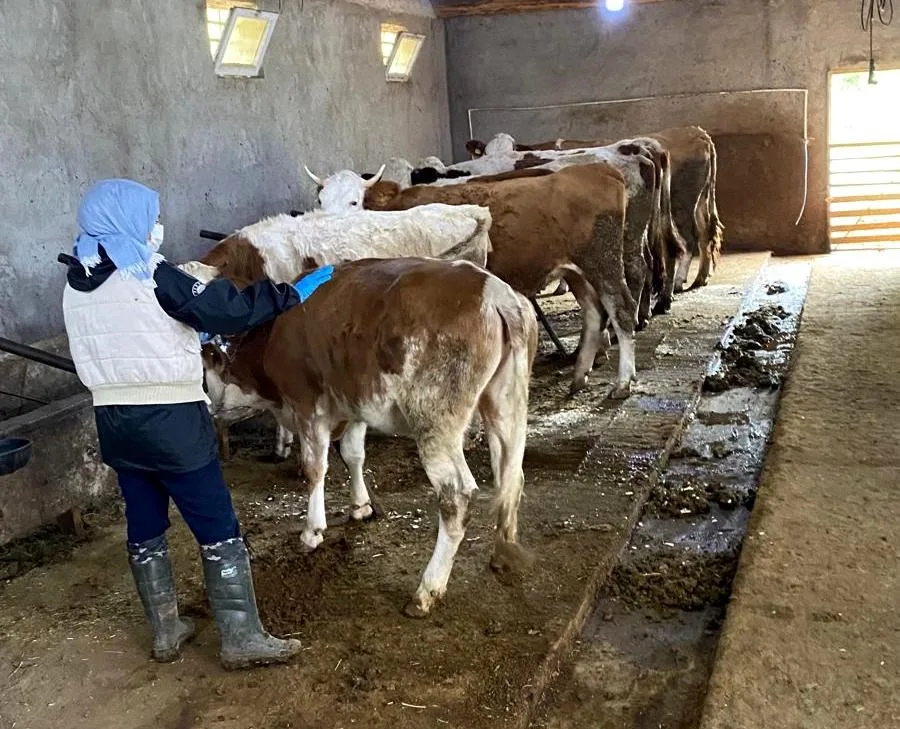 Erzincan’da büyükbaş hayvanlar şap hastalığına karşı aşılanıyor