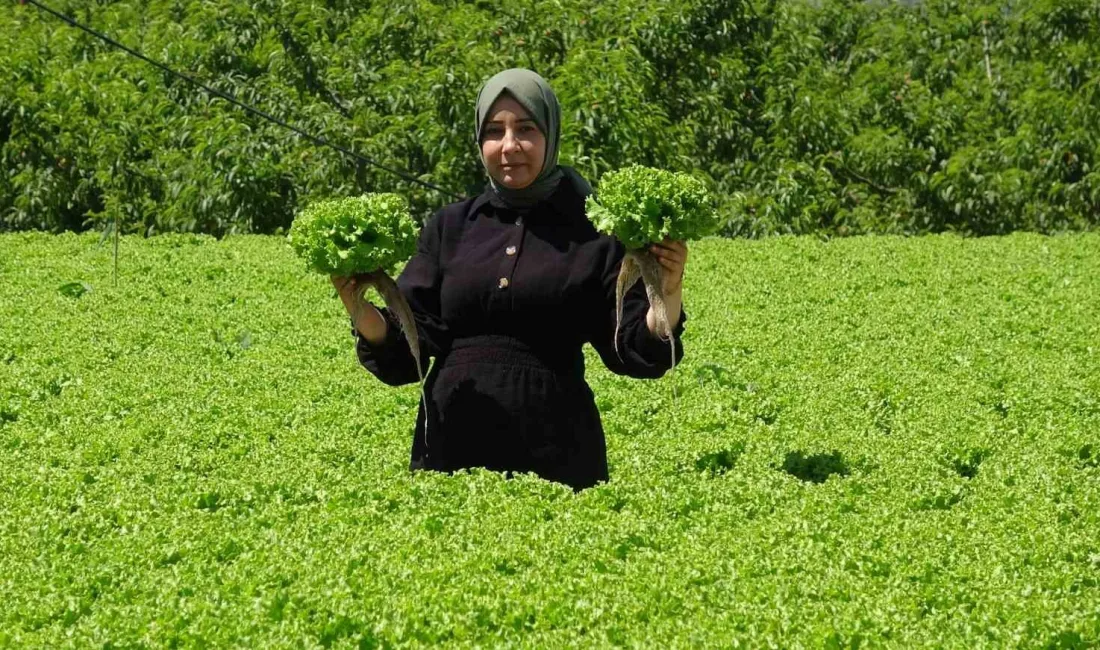 ERZİNCAN'DA MARUL HASADI BAŞLADI