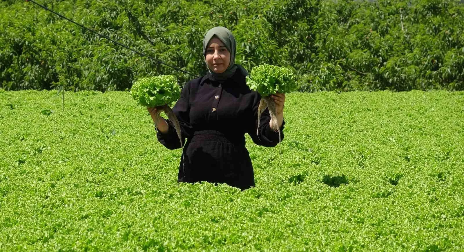 Erzincan’da marul hasadı başladı