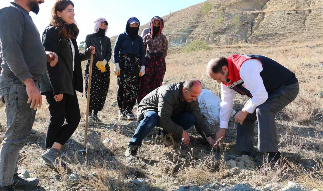 ERZİNCAN’DA TUZ ÇALISI ORMANI