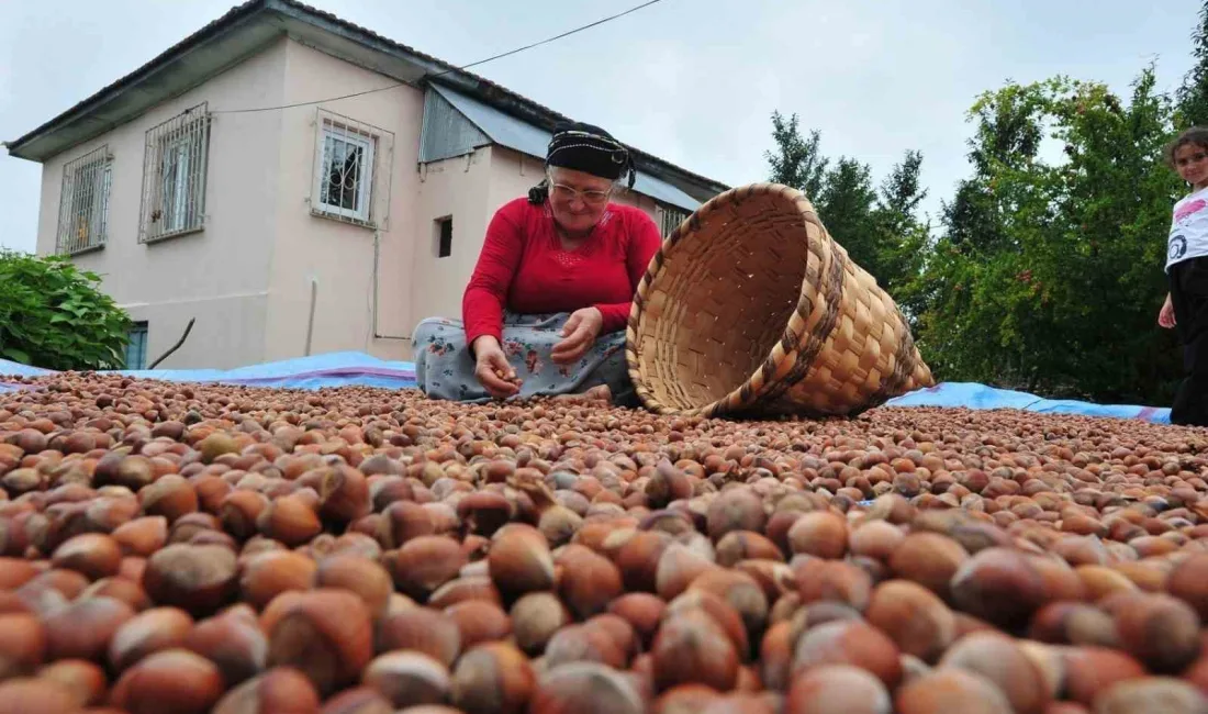 DÜZCE’DE FINDIK İHRACATI GEÇEN