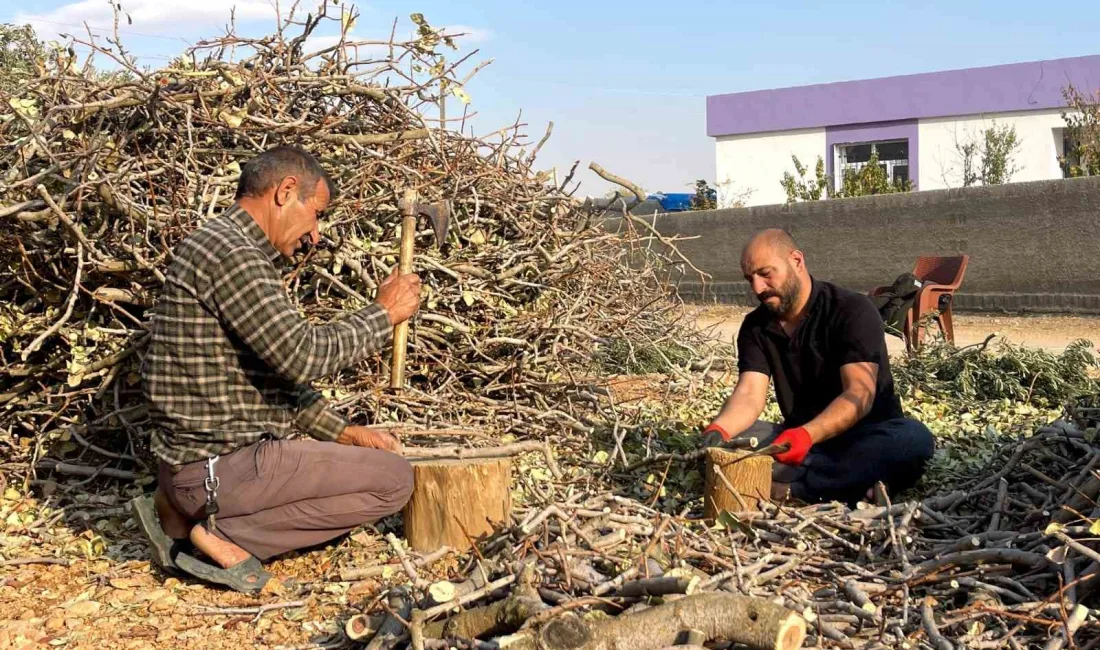 ŞANLIURFA'DA SONBAHARDA BUDANAN FISTIKLARIN