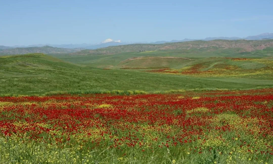 SİİRT'İN KURTALAN İLÇESİNDE BULUNAN