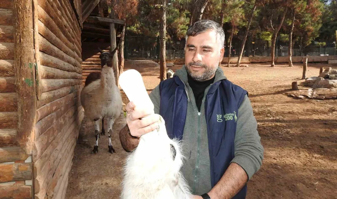 BÜYÜKLÜĞÜ VE BARINDIRDIĞI HAYVAN