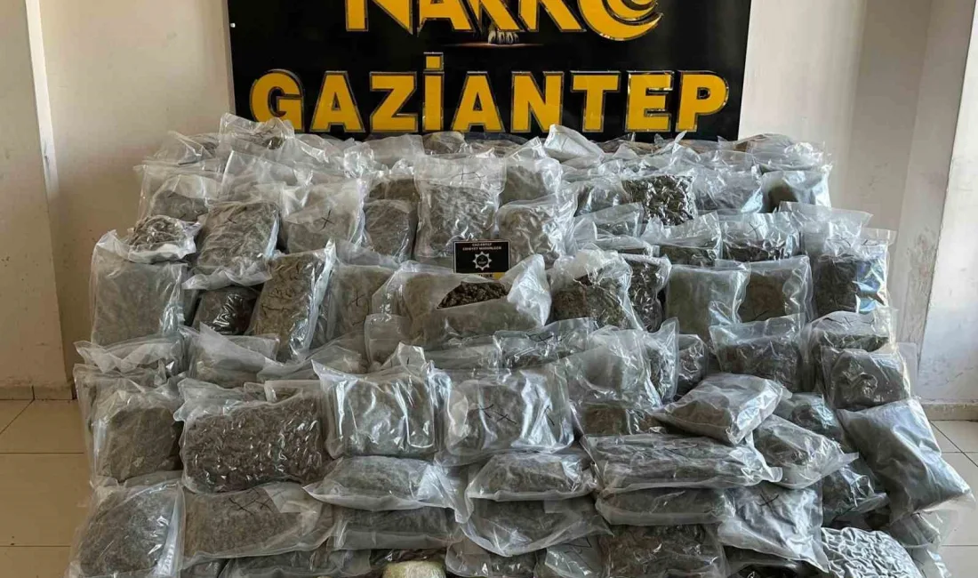 GAZİANTEP’TE 104 KİLO SKUNK