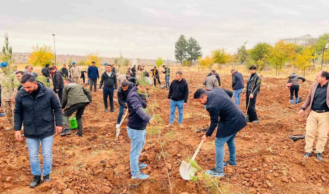 MARDİN DARGEÇİT İLÇESİNDE 11