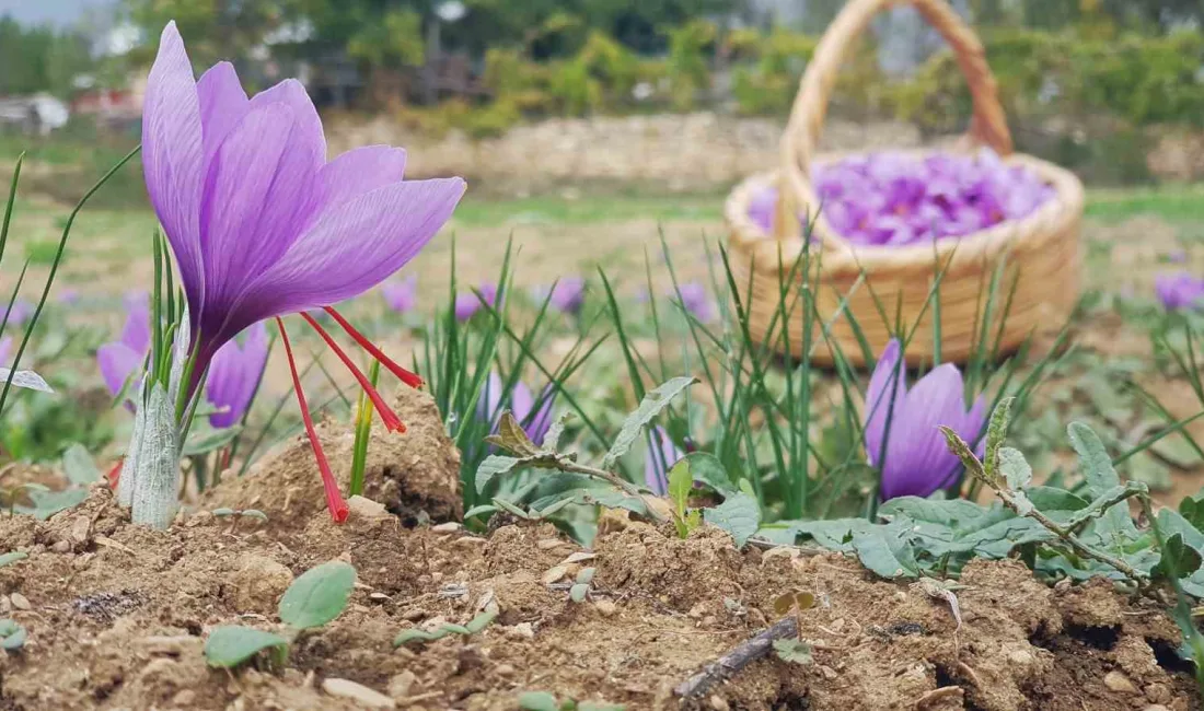 UNESCO DÜNYA MİRAS LİSTESİ’NDE