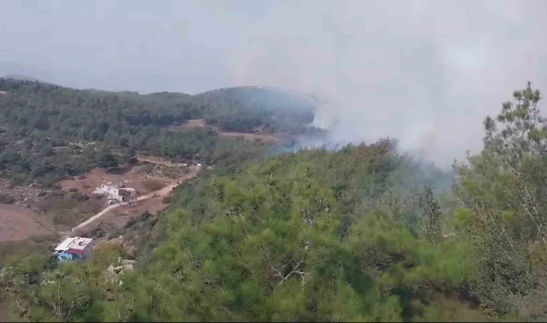 HATAY'DA ÇIKAN ORMAN YANGININA