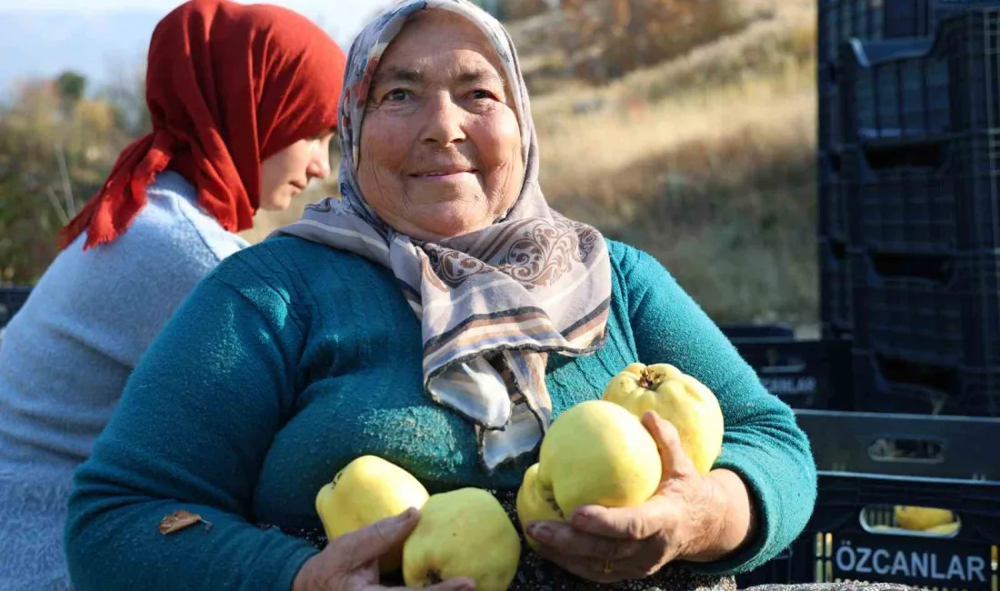 KAHRAMANMARAŞ'TA AYVA HASADI BAŞLADI.