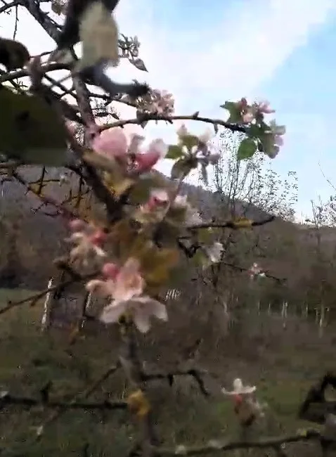 KARABÜK'ÜN YENİCE İLÇESİNDE KASIM