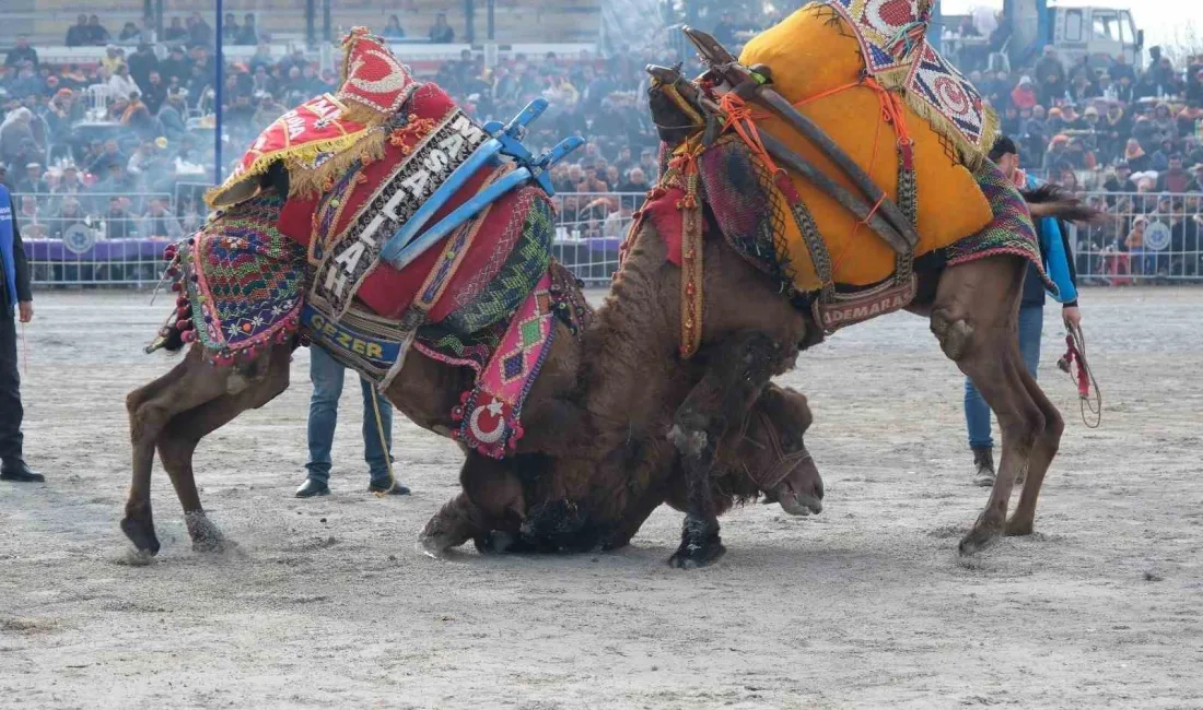 AYDIN'IN KARPUZLU İLÇESİNDE 24