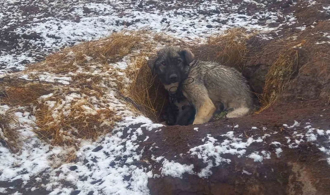 KARS'IN YÜKSEK KESİMLERİNDEKİ KÖYLERDE