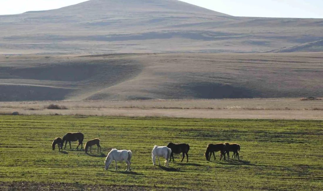 KARS’TA YILKI ATLARI DOĞAL