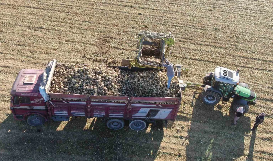 KASTAMONU'DA ŞEKER PANCARI HASADI