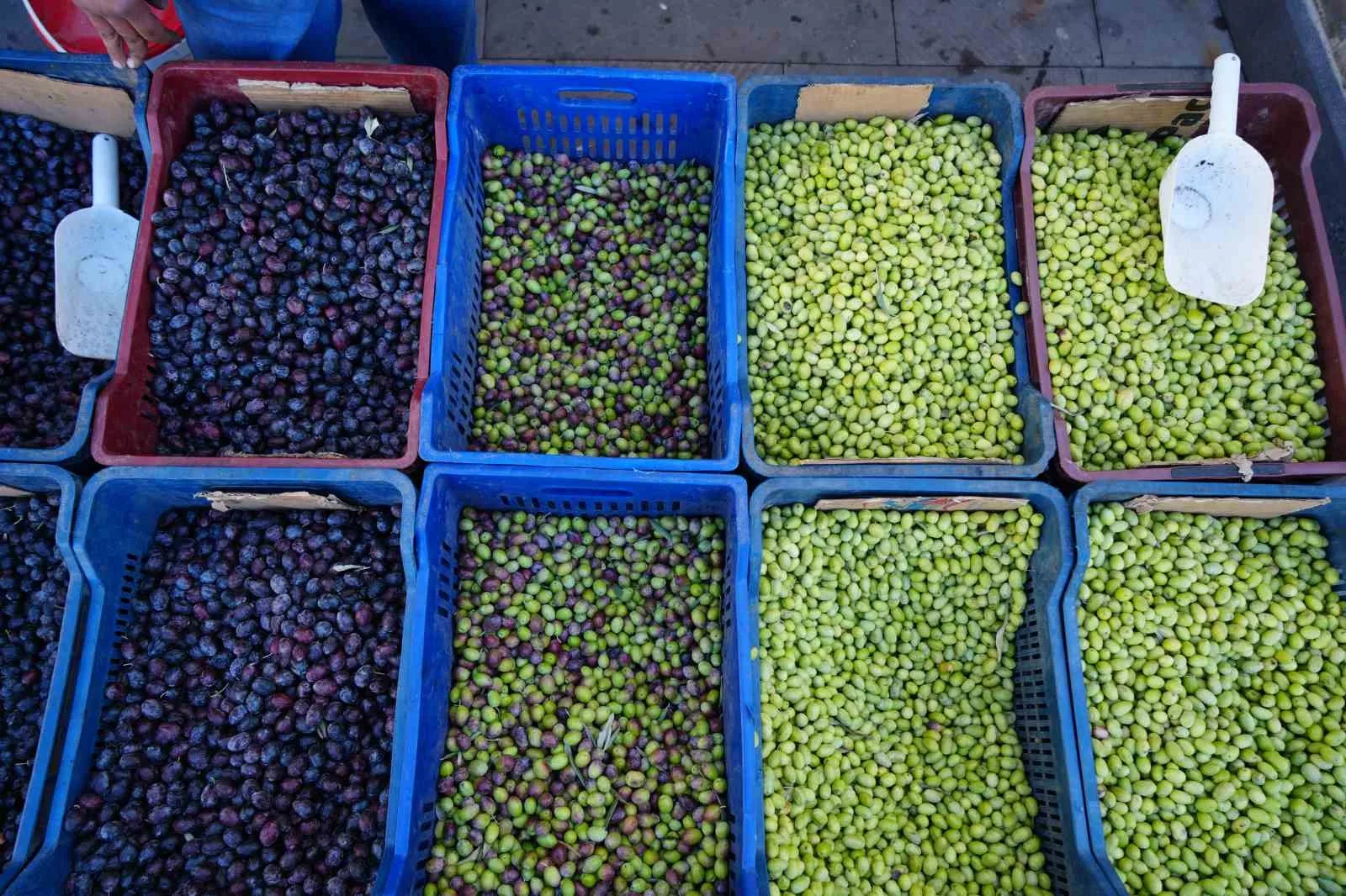 Kilis’te yerli sofralık zeytin tezgahlarda yerini aldı