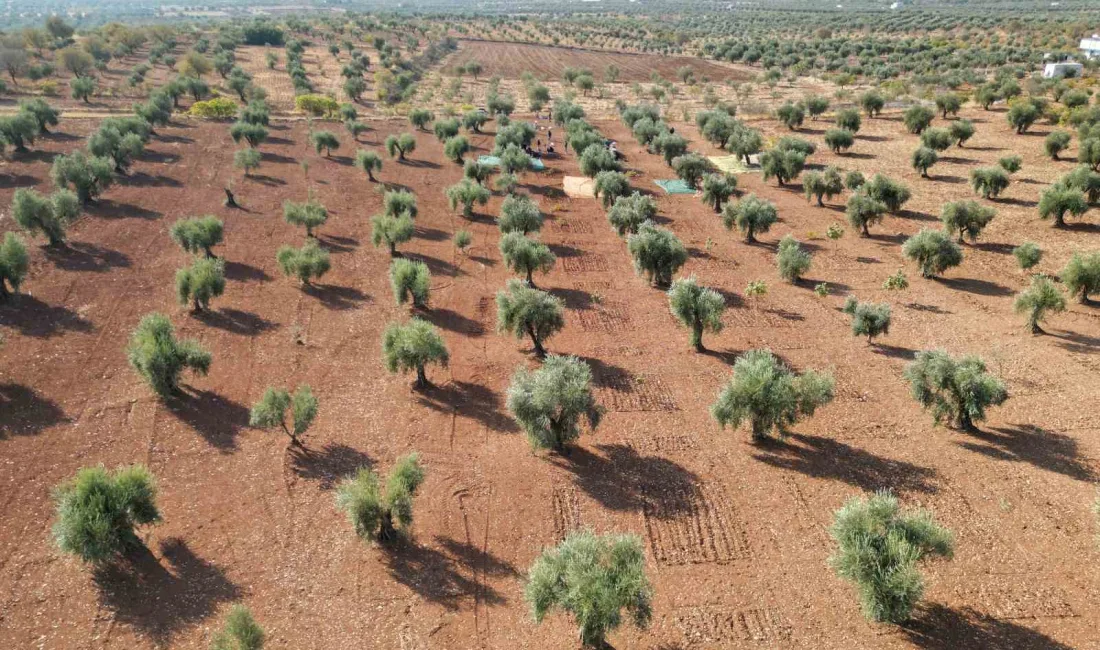 ZEYTİNDE ÖNEMLİ ÜRETİM MERKEZLERİNDEN