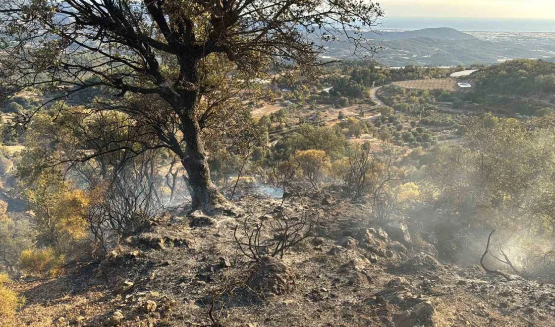 ANTALYA'NIN KUMLUCA İLÇESİNDE ORMANLIK