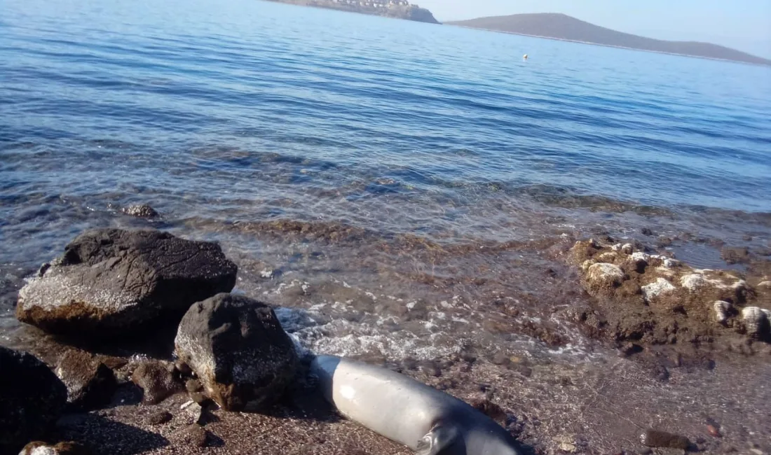 MUĞLA’NIN BODRUM İLÇESİNDE KUYRUĞUNDA